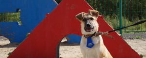 Новосибирская прокуратура требует от властей определиться с местами для выгула собак